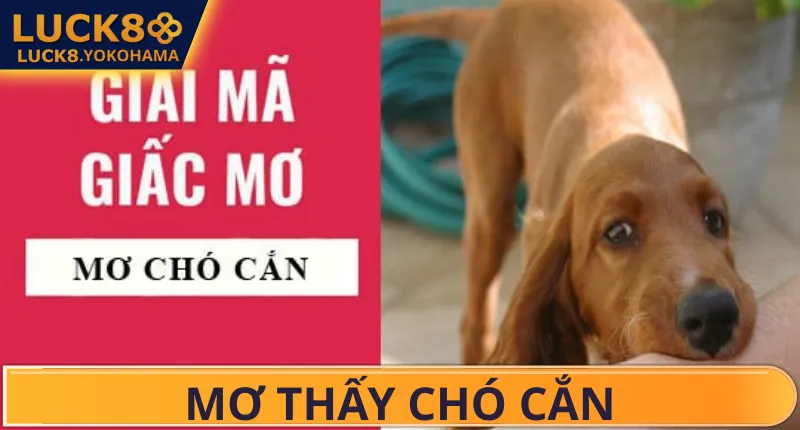 Mơ Chó Cắn Đánh Số Gì? LUCK8 Giải Mã Toàn Tập Điềm Báo Mơ Chó Cắn Đánh Số Gì? Giải Mã Toàn Tập