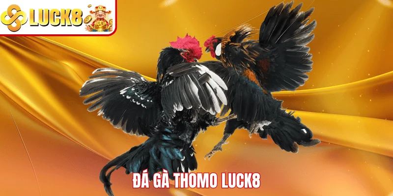Đá Gà Thomo LUCK8 – Sân Chơi Giải Trí Dành Cho Kê Thủ Đá gà Thomo LUCK8